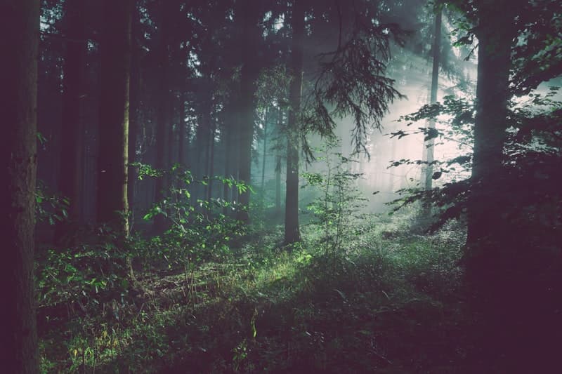 Environment